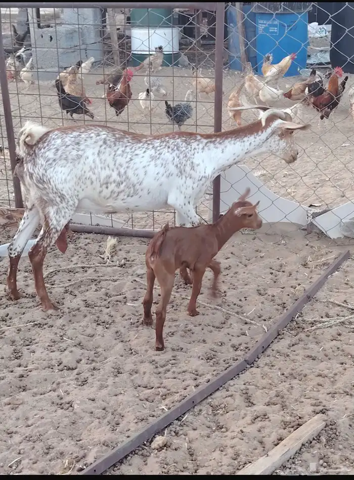 معزاء للبيع 1