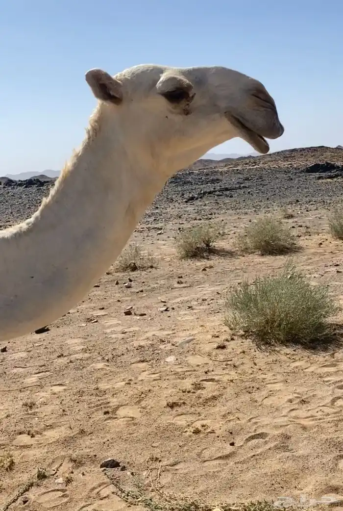 قعودين وبكرتين 0