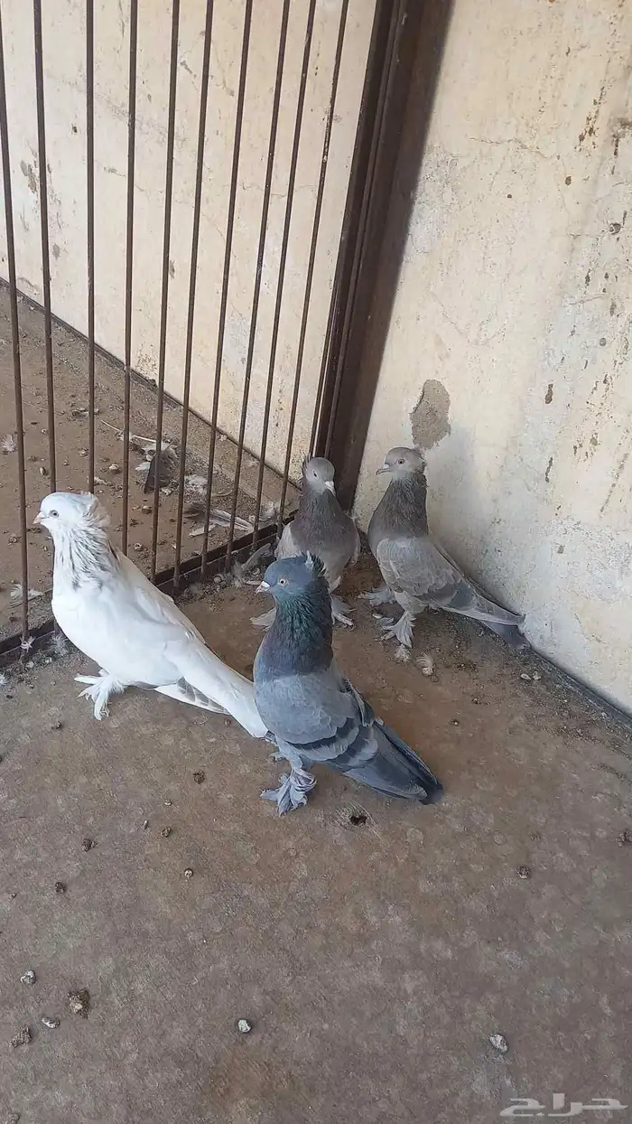 جوزين تركي 1