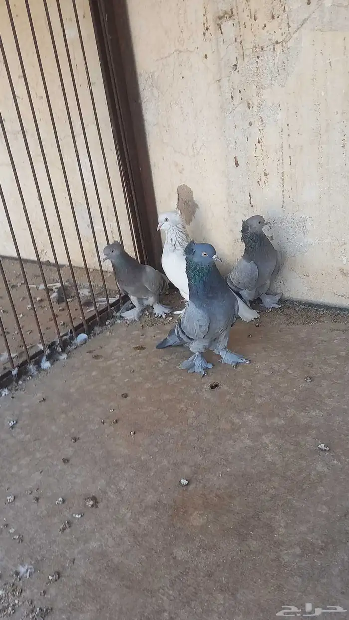 جوزين تركي 5