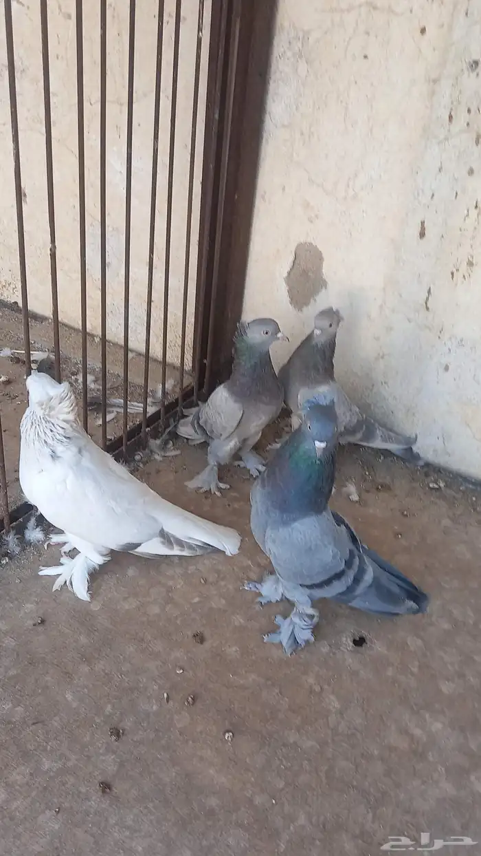 جوزين تركي 0