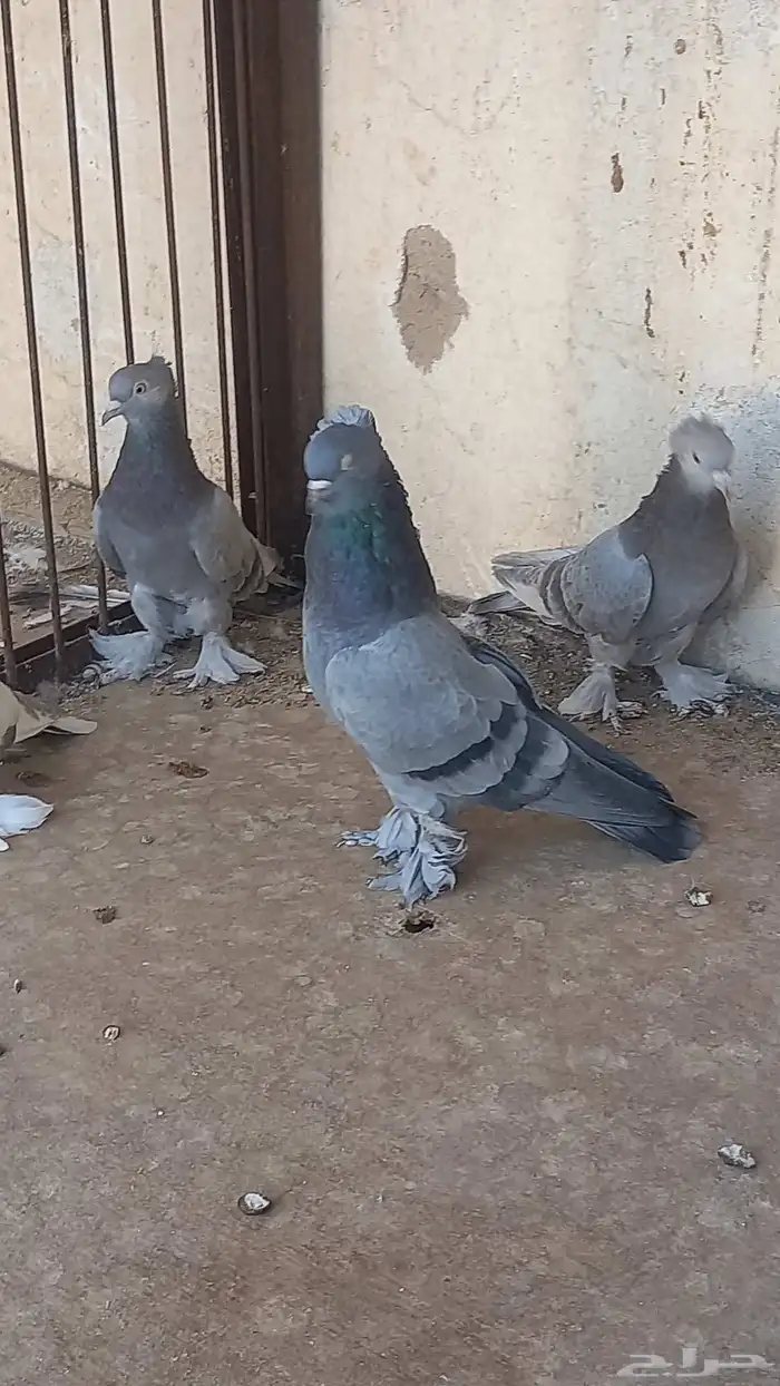 جوزين تركي 4