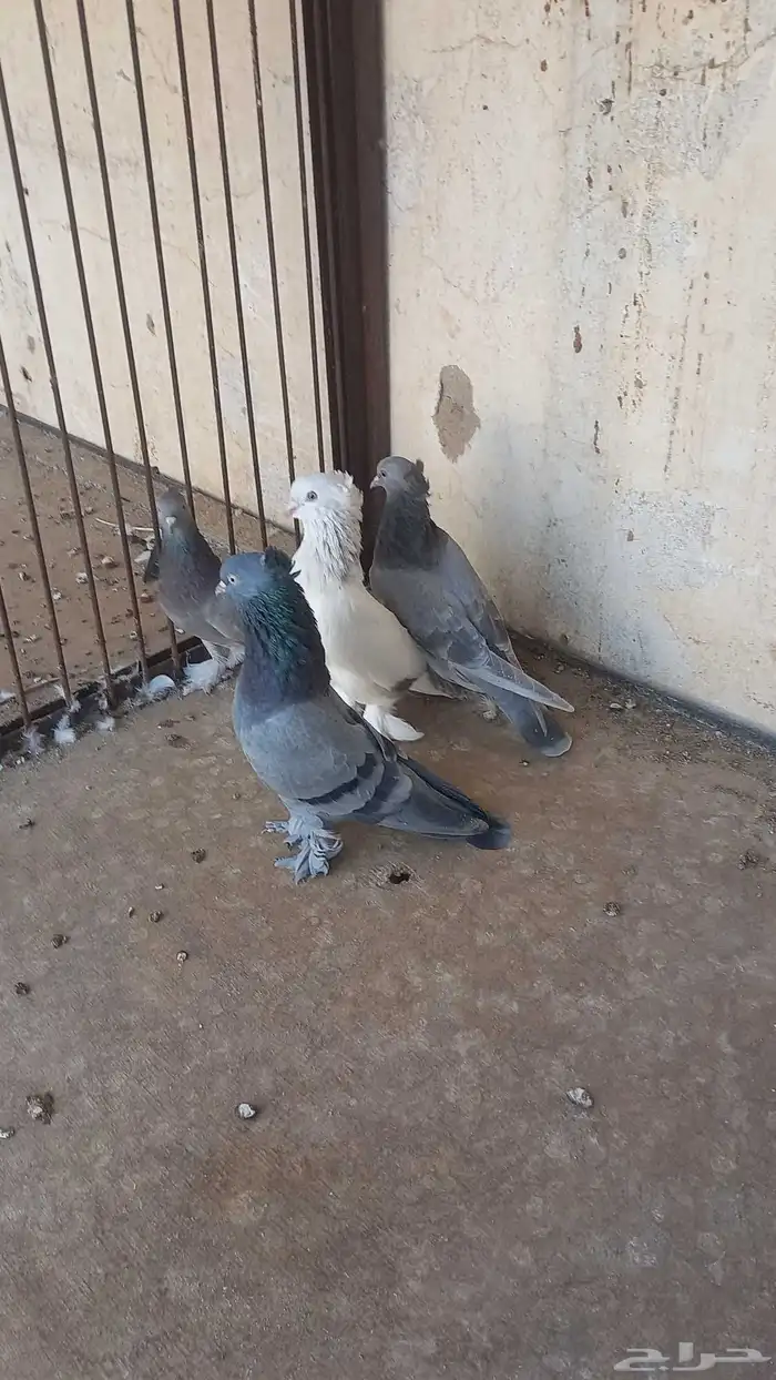 جوزين تركي 3