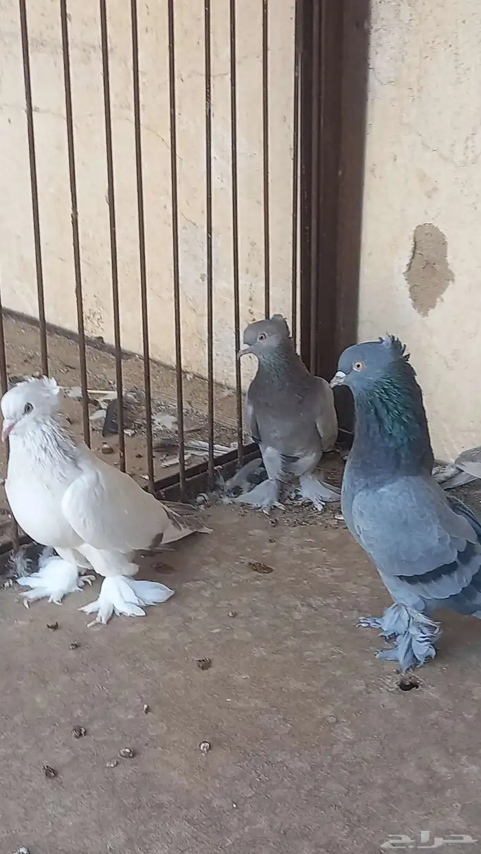 جوزين تركي 2