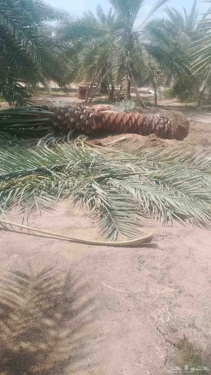 يوجد نخل كبار البيع سكري نبت علي خلاص برحي 0