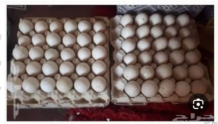 بيض بط سوداني 0