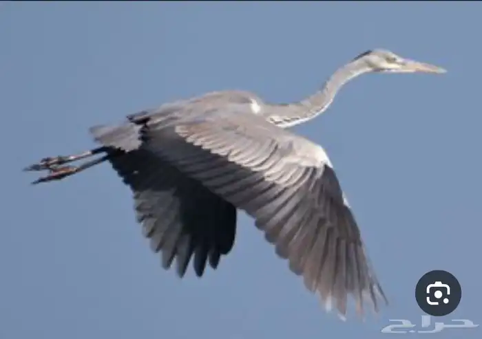 مطلوب طير الزرقي بسعر مناسب وصحه ممتازه 0