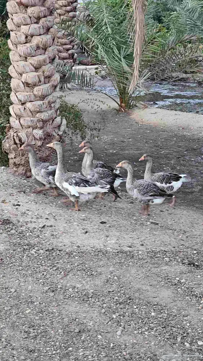 وز عربي 1