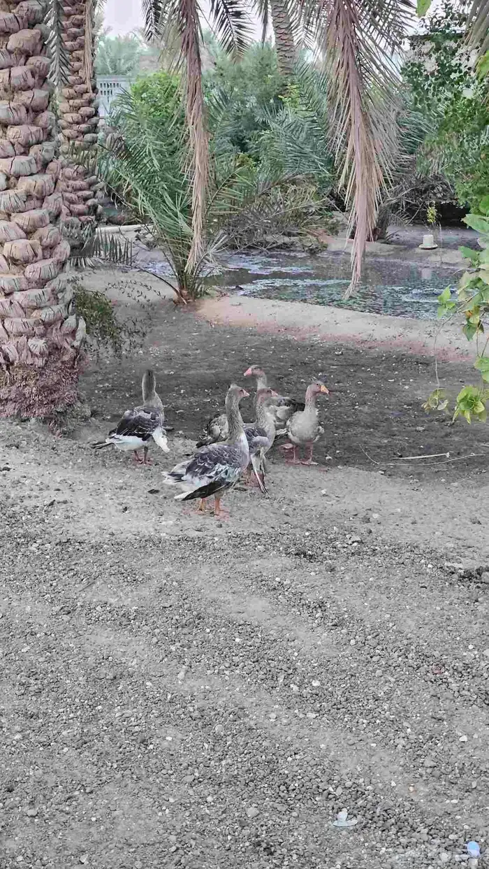 وز عربي 5