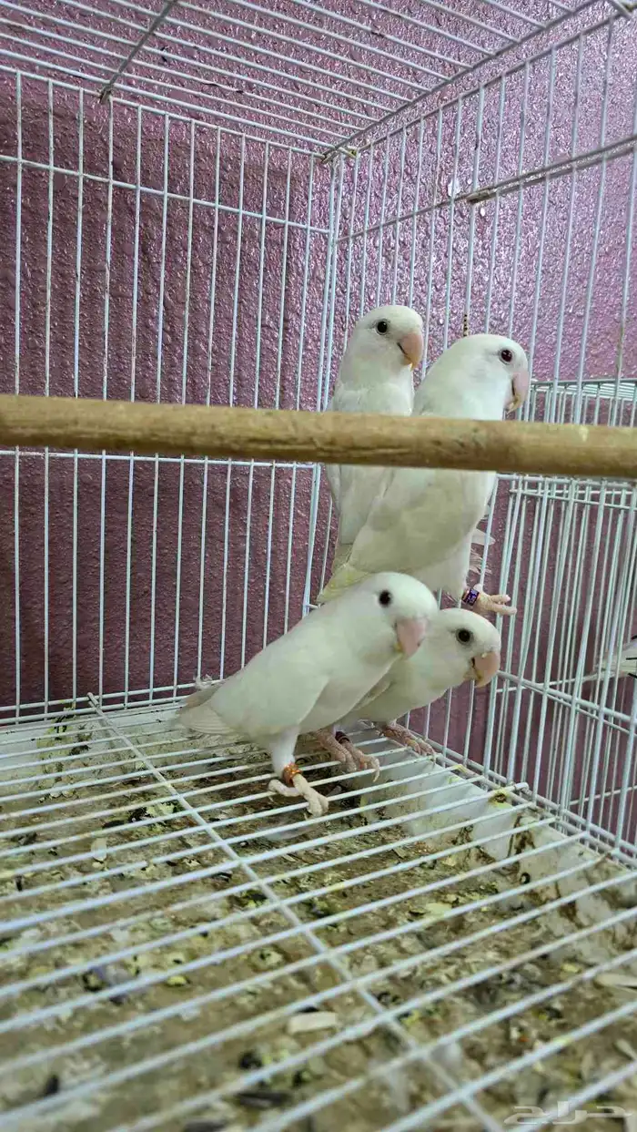 روز عيون حمر للبيع 3