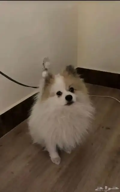 كلب للبيع index