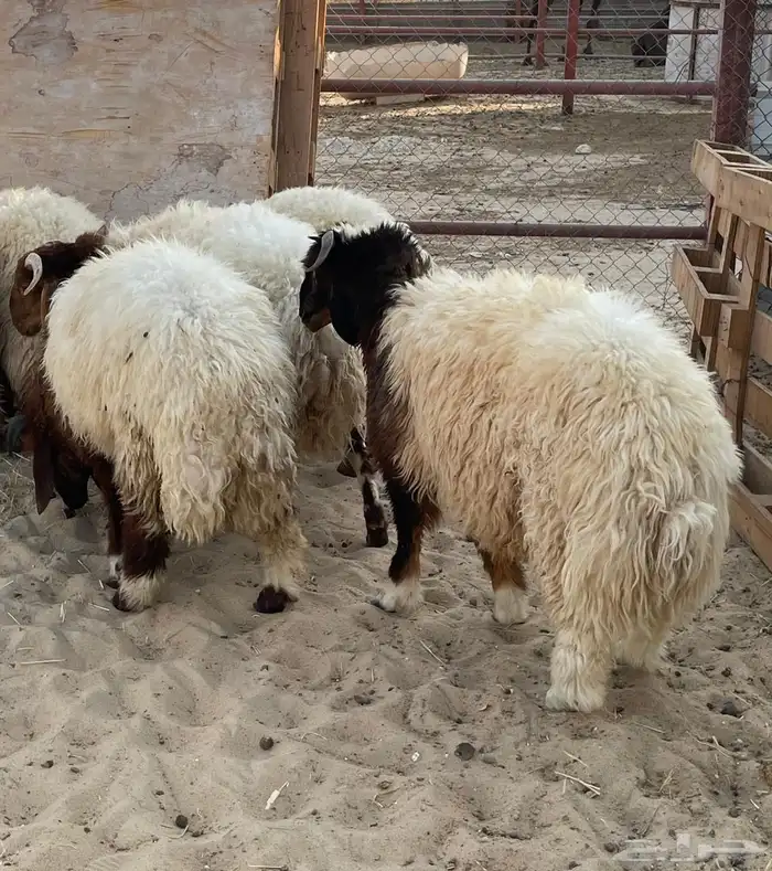 ذبايح نعيمي وحري تمارا 2