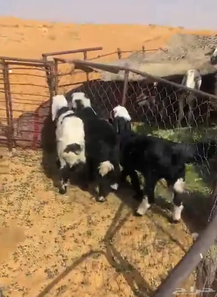هرافي 2