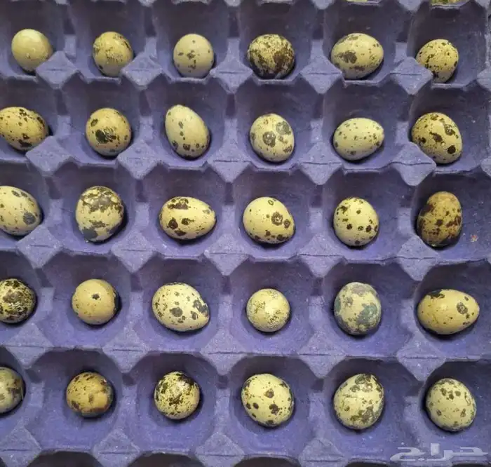 بيض سمان تكساس مخصب 0