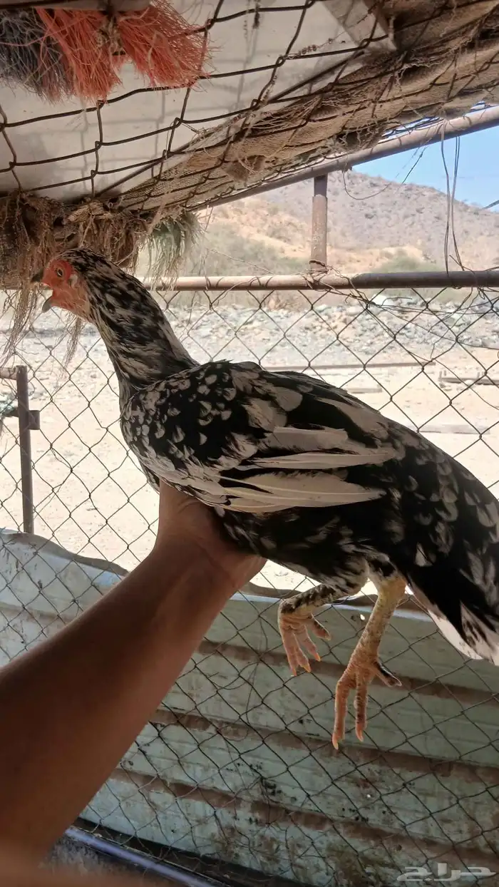 دجاج بكستاني 2
