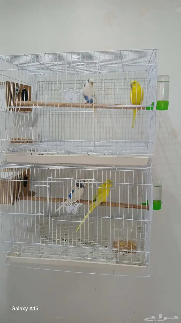 للبيع جوزين طيور حب كامل ملحقاتهم 0