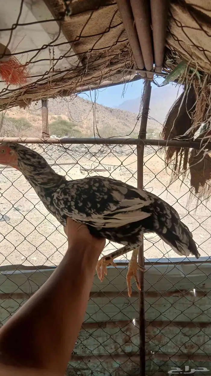 دجاج بكستاني 1