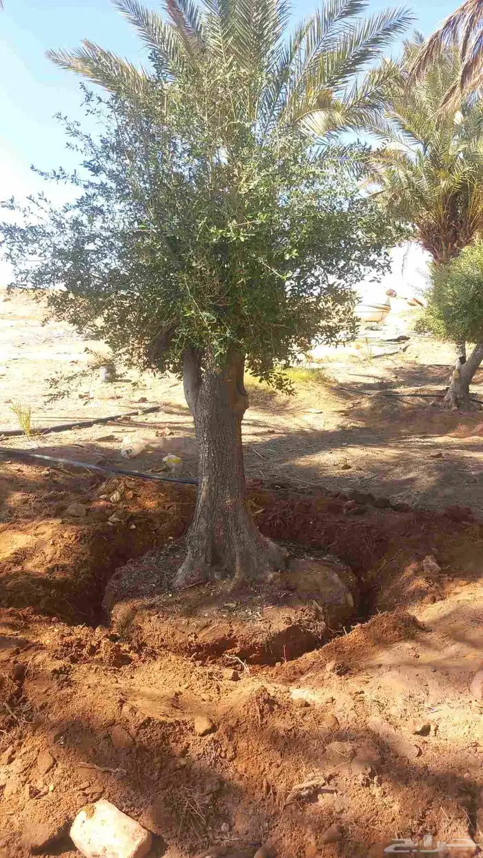 اشجار زيتون معمر 0
