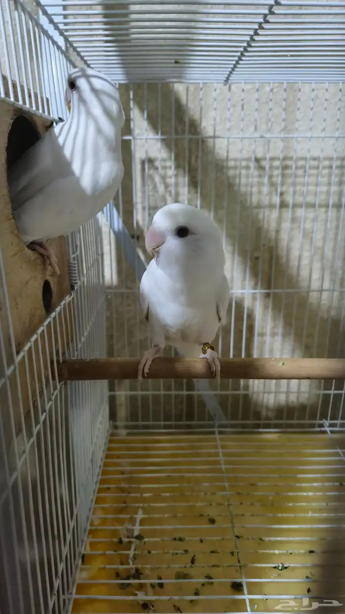 زوج ببغاء روز البينو ابيض صافي للبيع 2
