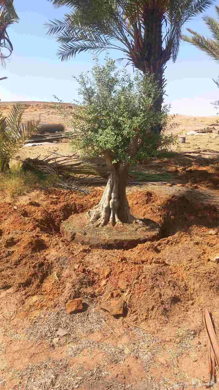 اشجار زيتون معمر 1