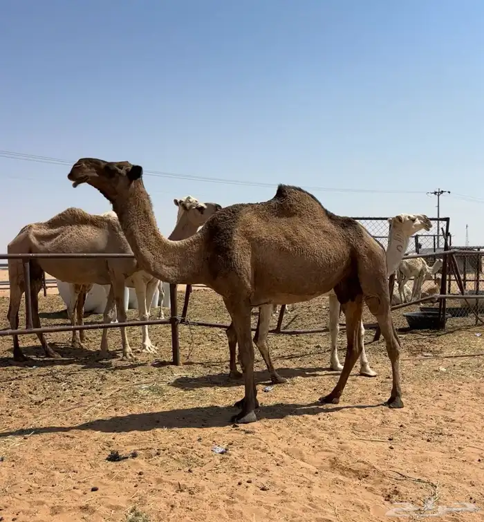 لقحه صفرا طيبه 3