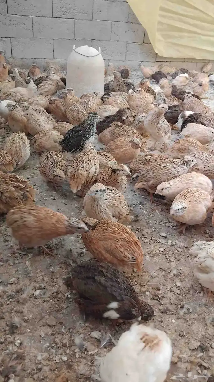 فري  طيور سمان 0