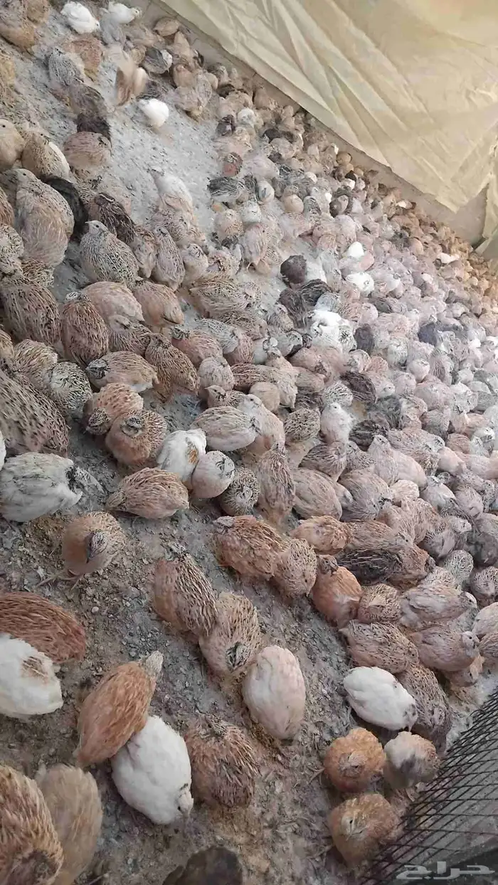فري  طيور سمان 1