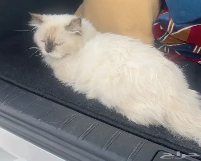 للبيع 0