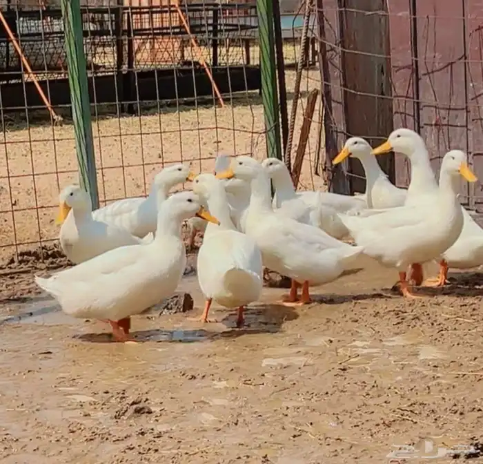 بط بكيني 0