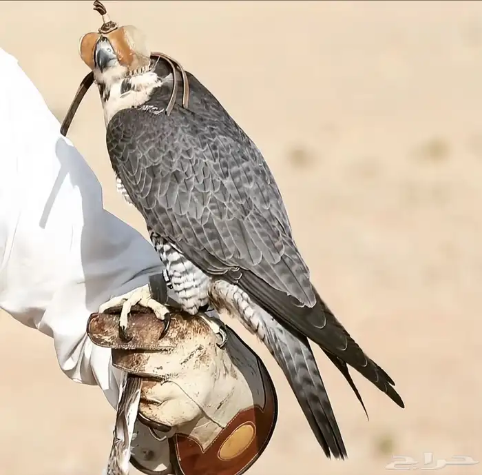 شيهانة ولا وكريه مطلوب 0