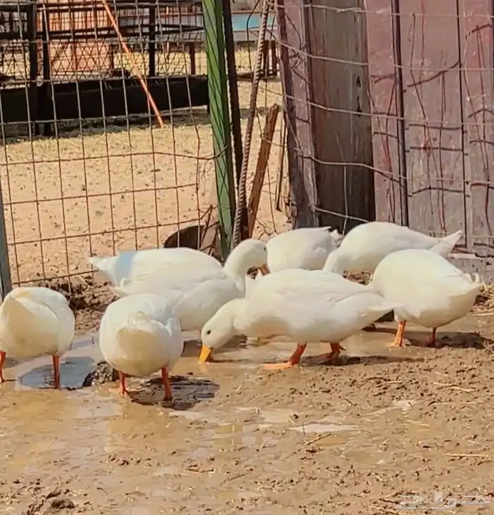 بط بكيني 1