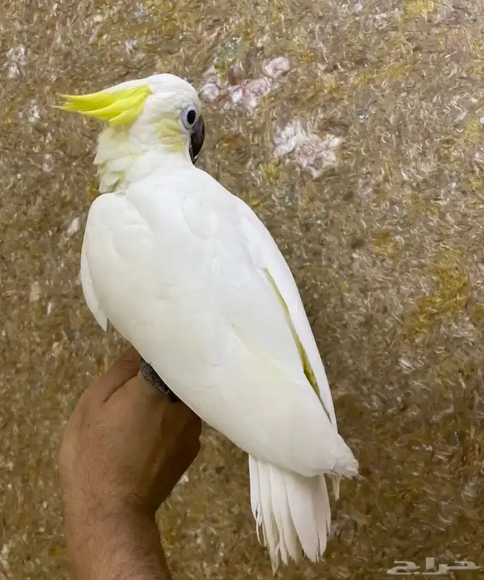 مفقود كوكاتو سلفر حي النفل 0