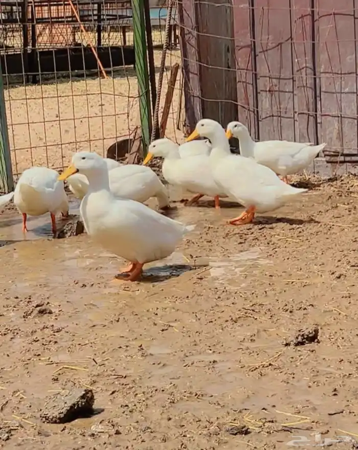 بط بكيني 2
