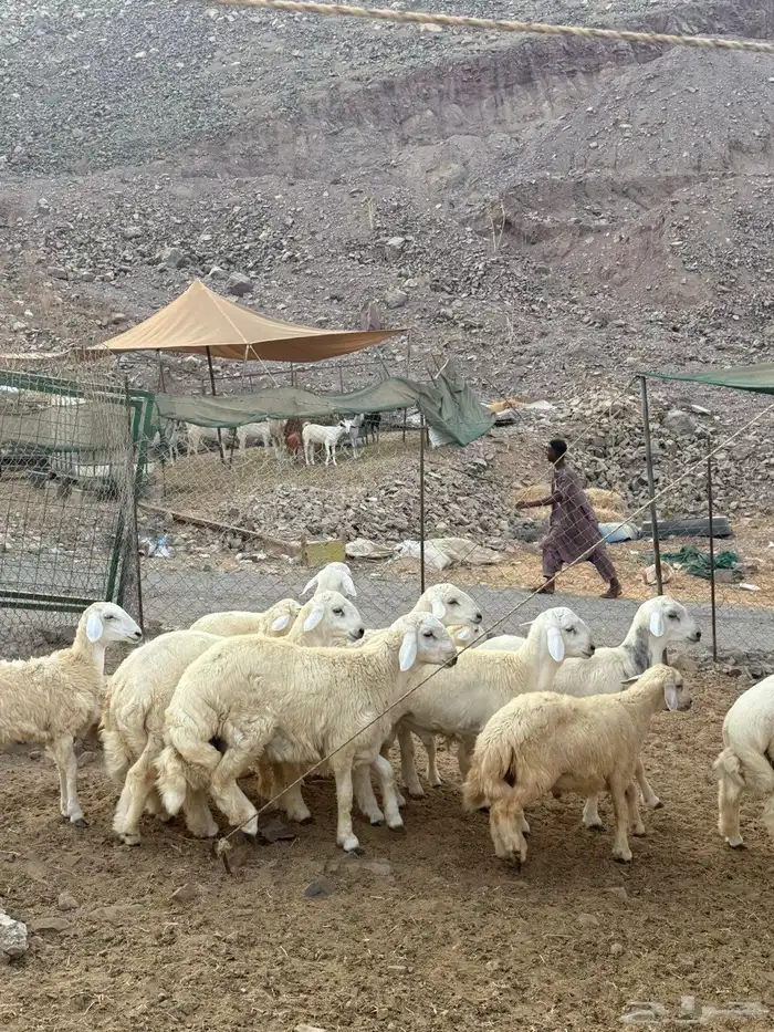 خرفان حريه شامل الذبح و التغليف و التوصيل دخل جده ومكه 1