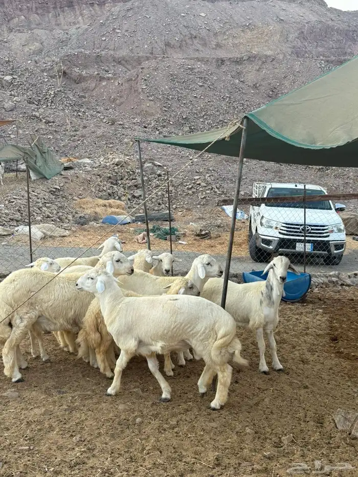 خرفان حريه شامل الذبح و التغليف و التوصيل دخل جده ومكه 0