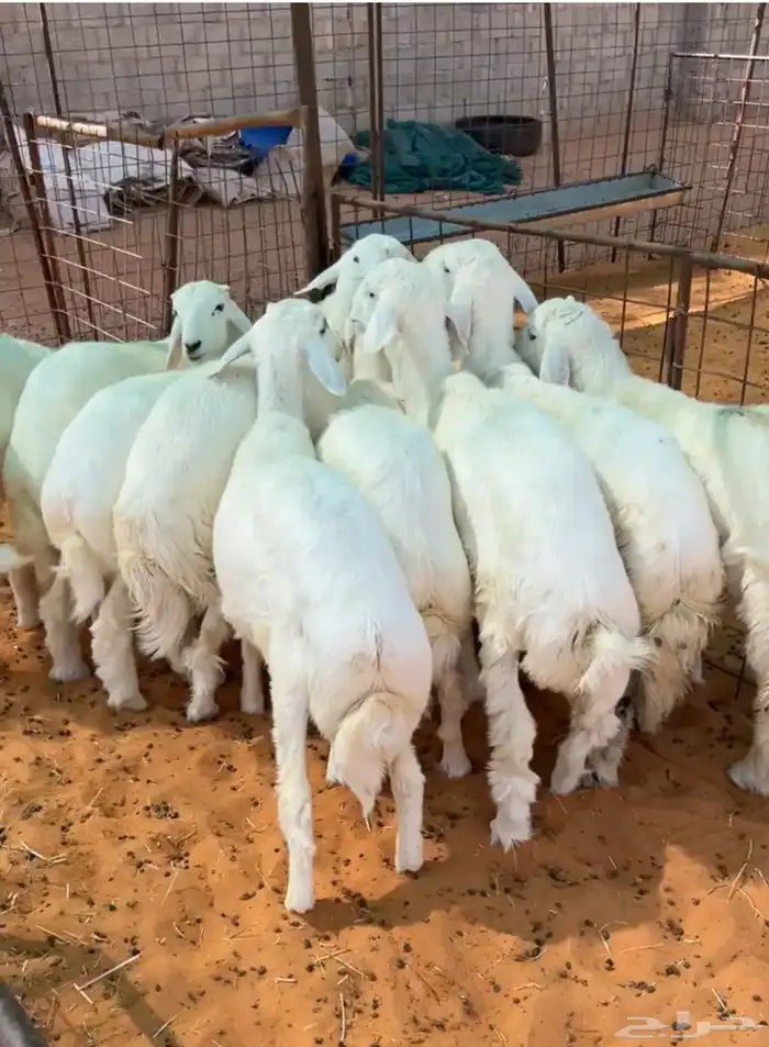 تم البيع 9 كلش خروف مغلق شحم 0