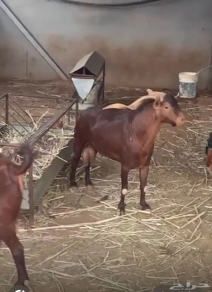 تيس فحل ادهم 0