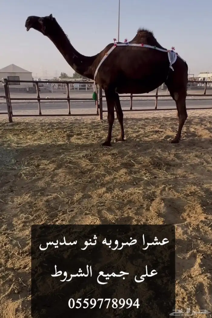 للبيع عشاير بكر ورباع ضرايب 0