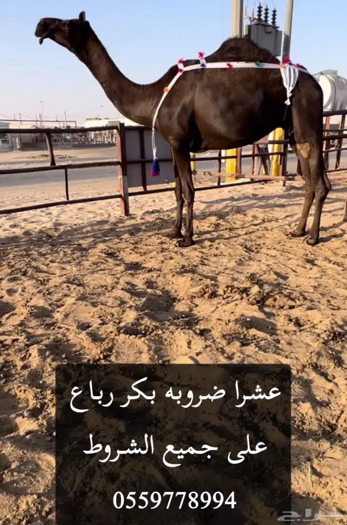 للبيع عشاير بكر ورباع ضرايب 1