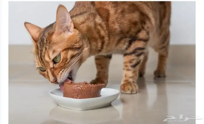 Miglior Gatto pate with Chicken 400g 1