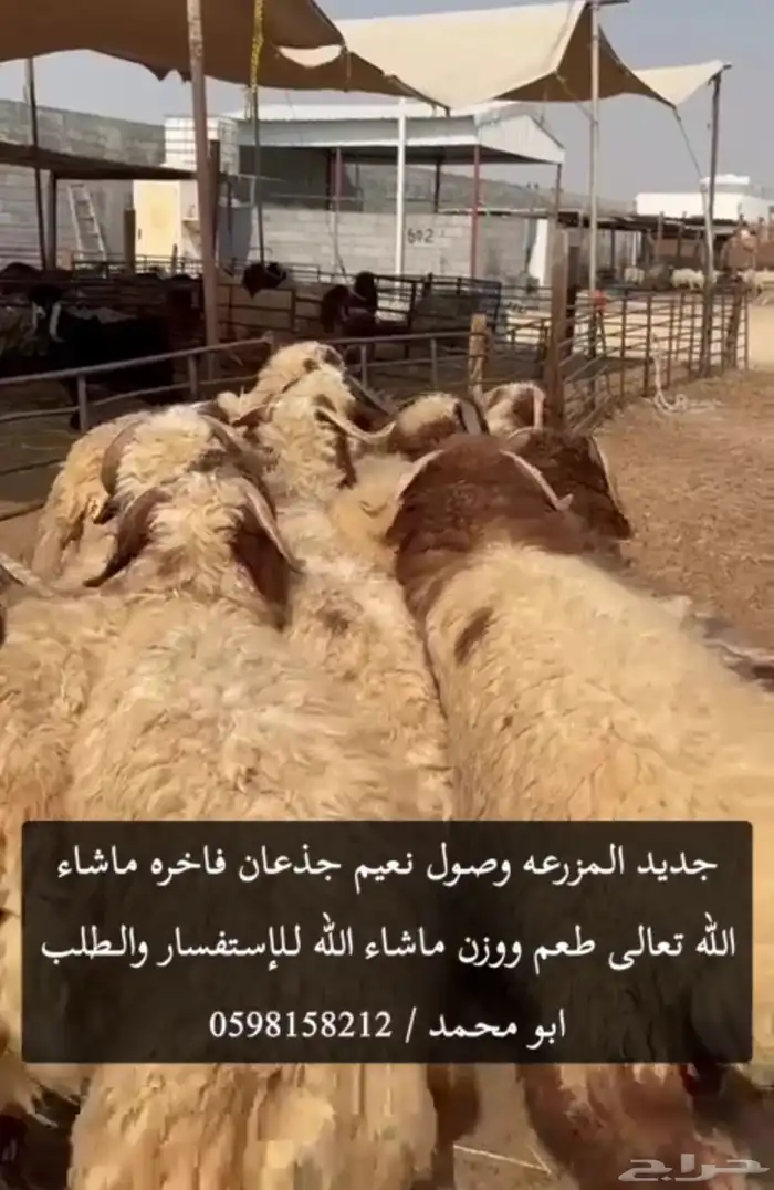 ذبائح نعيم ونجدي وحريات موقعنا الدمام حياكم الله 0