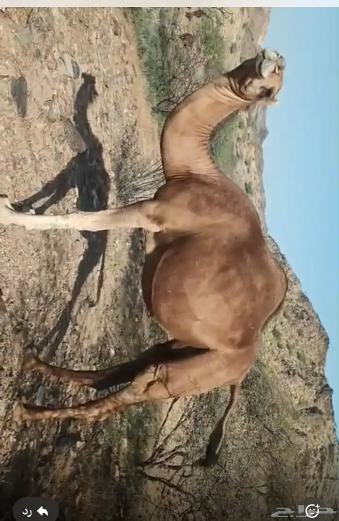 بكار مداني ثنايا 0