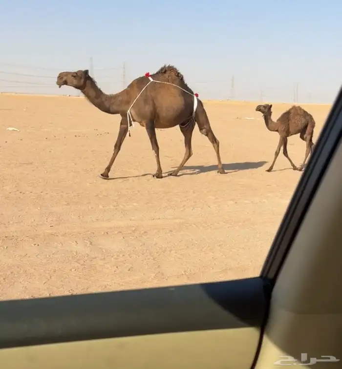 خلفه تحتها بكره 0