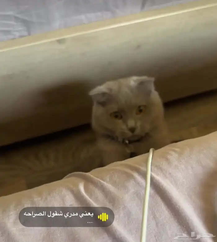 قطه سكوتش بيور للبيع 0