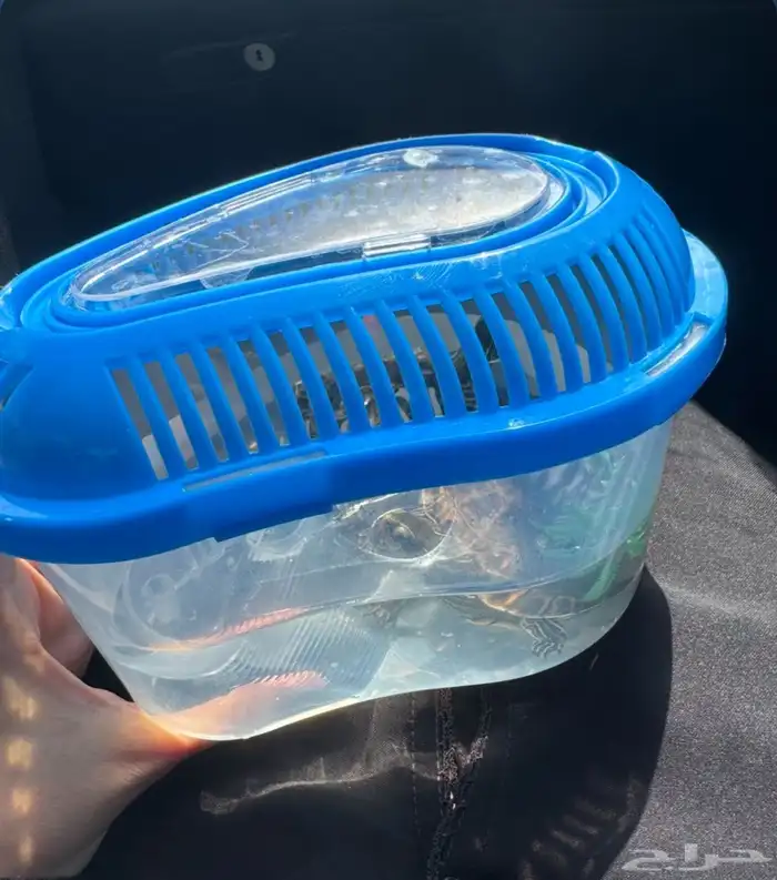 للبيع سلحفاة 0