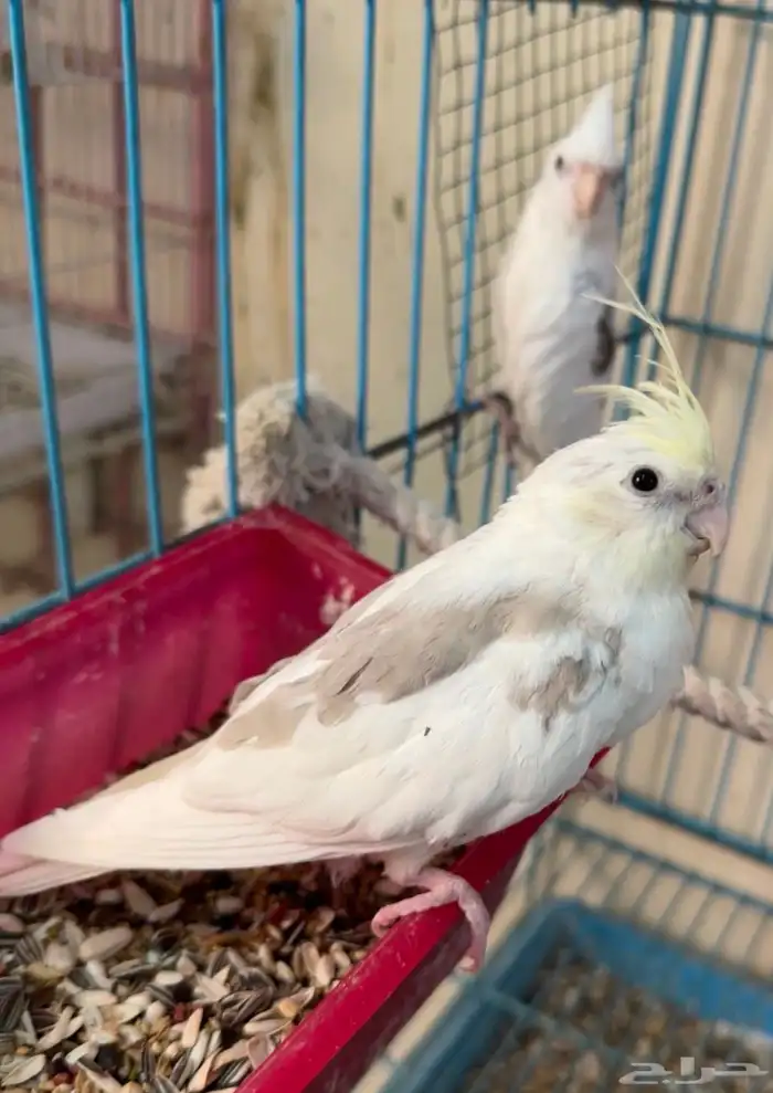 ذكور كروان 3