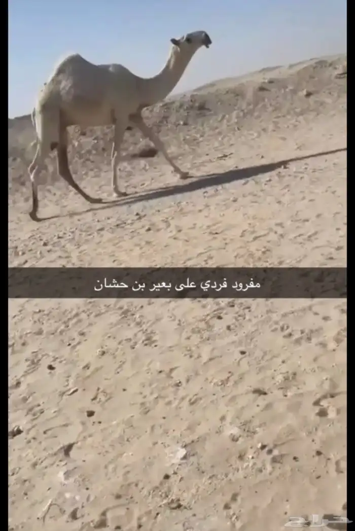 قعود فردي 0