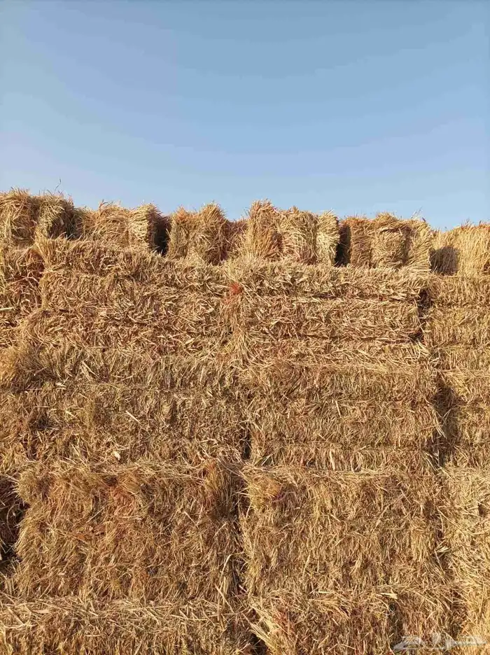 ذره علفيه خضراء 1