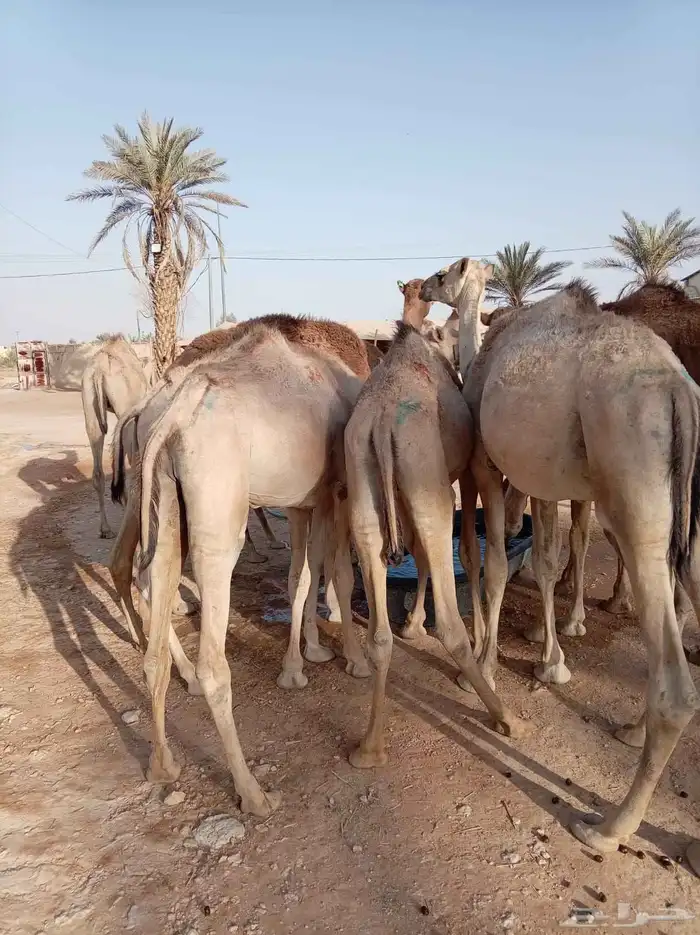 10 قعدان صومالية للبيع جملة 0