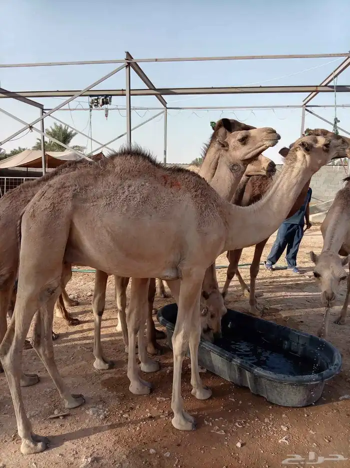 10 قعدان صومالية للبيع جملة 1